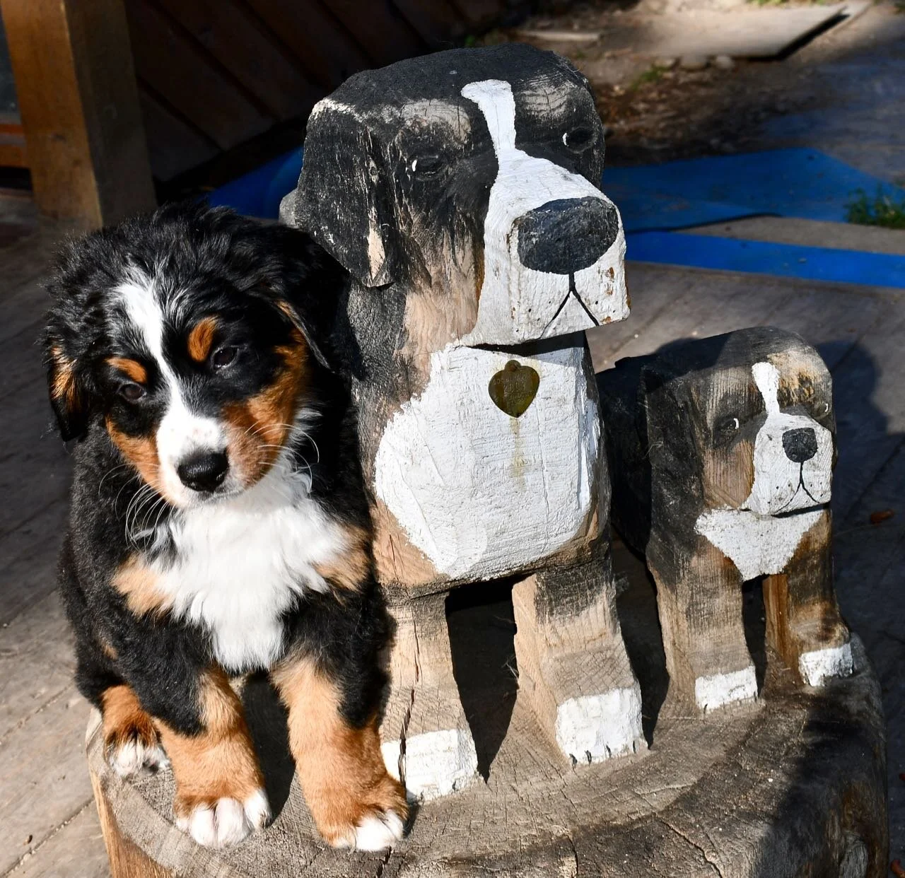 Day 62 — Kaibab Bernese Mountain Dogs